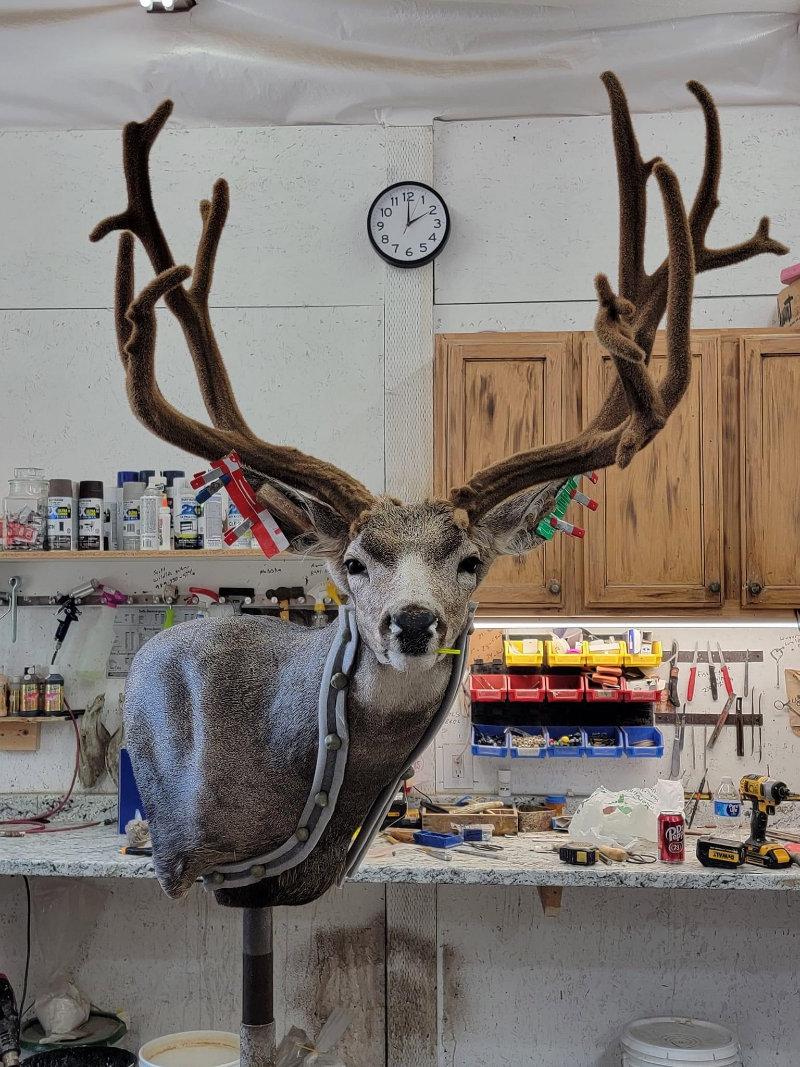 Giant mule deer put together today.