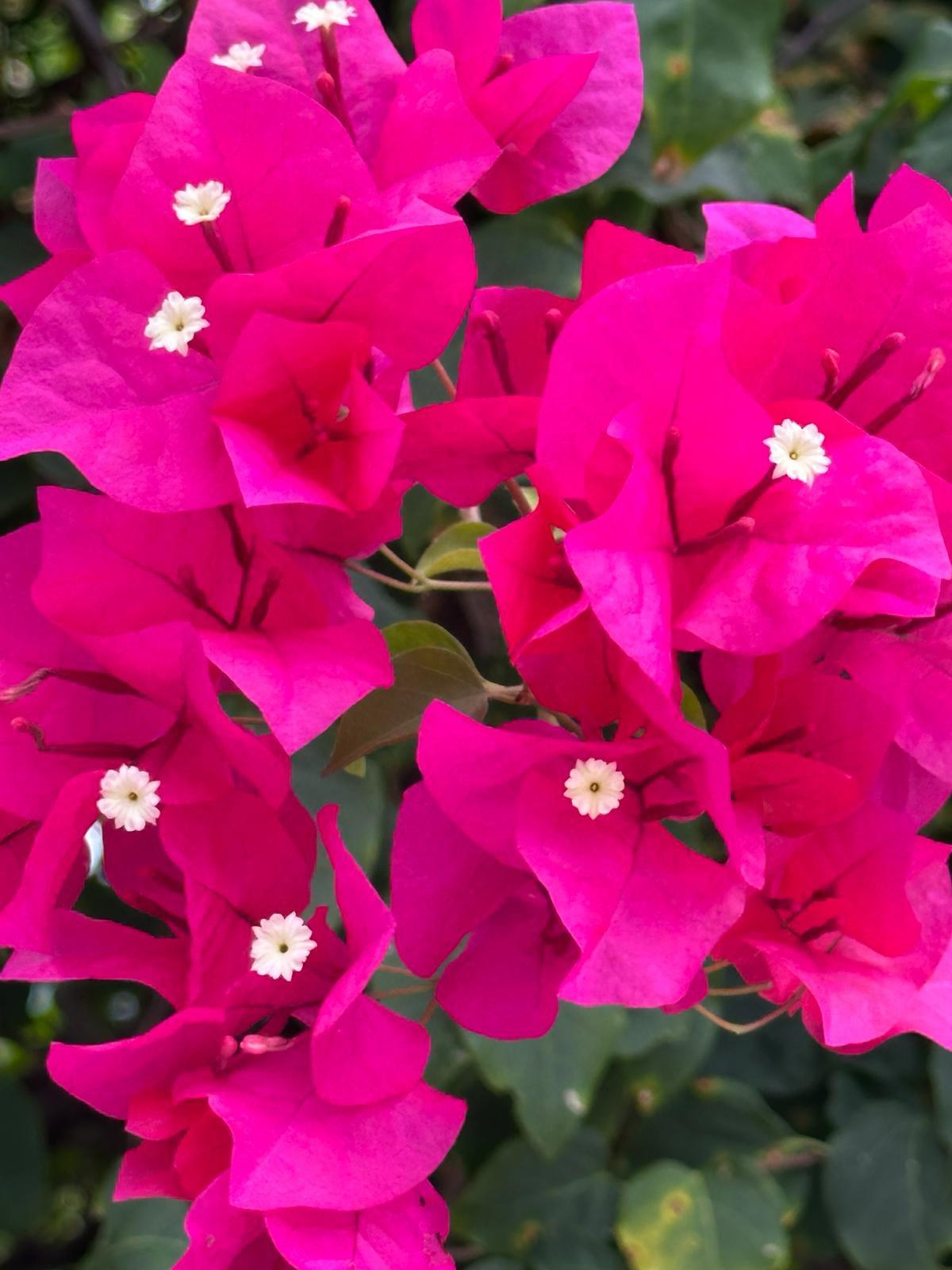 What an exotic flowers 😯