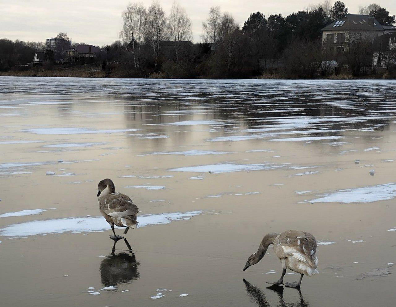 🦢Под Минском лебеди остались на зимовку.