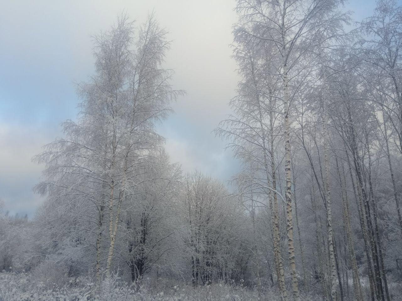 Snowy fairy tale from Igor Krol's hunting grounds in Novgorod Oblast