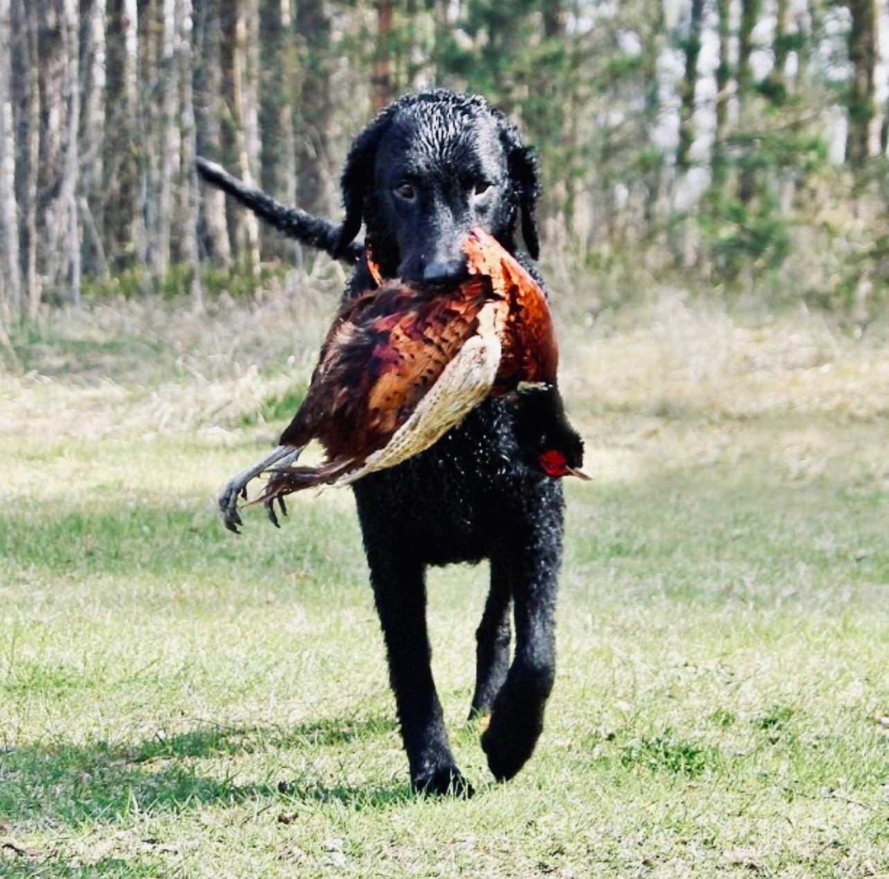 Curly-Coated Retriever Hunting Dog: History, Training, Field Use, and Care for the Serious Hunter