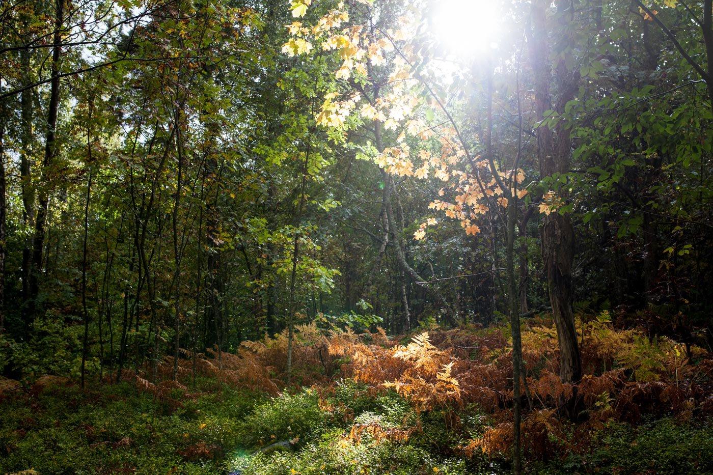 Helsinki Hunting: The Complete Overview of Legislation, Demographics, Laws, and Traditions
