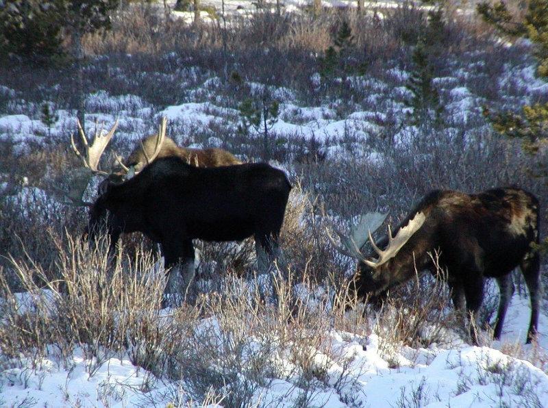 Bighorn Mountains, Wyoming.