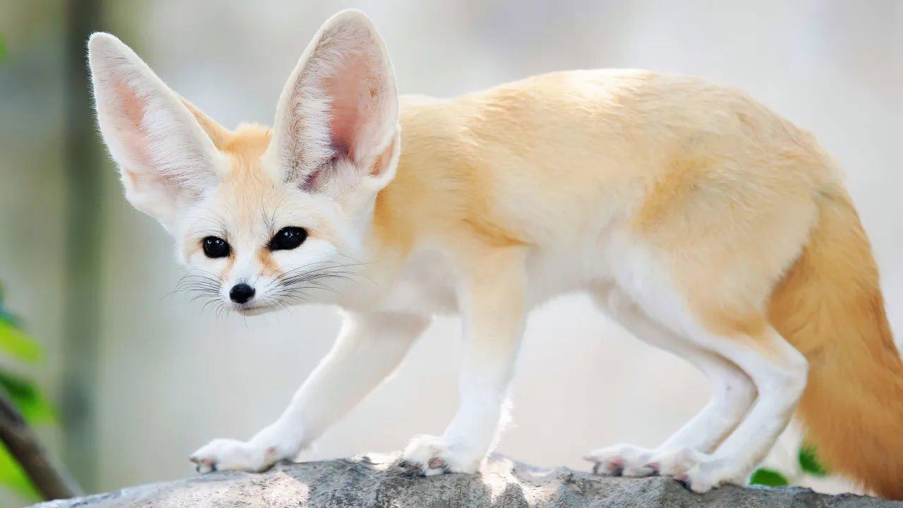 Fennec-ræv (lat.