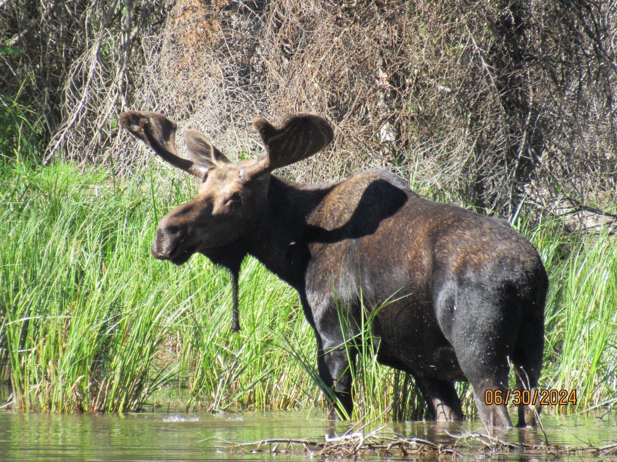 We just came back from a great trip to GTNP and YSNP!