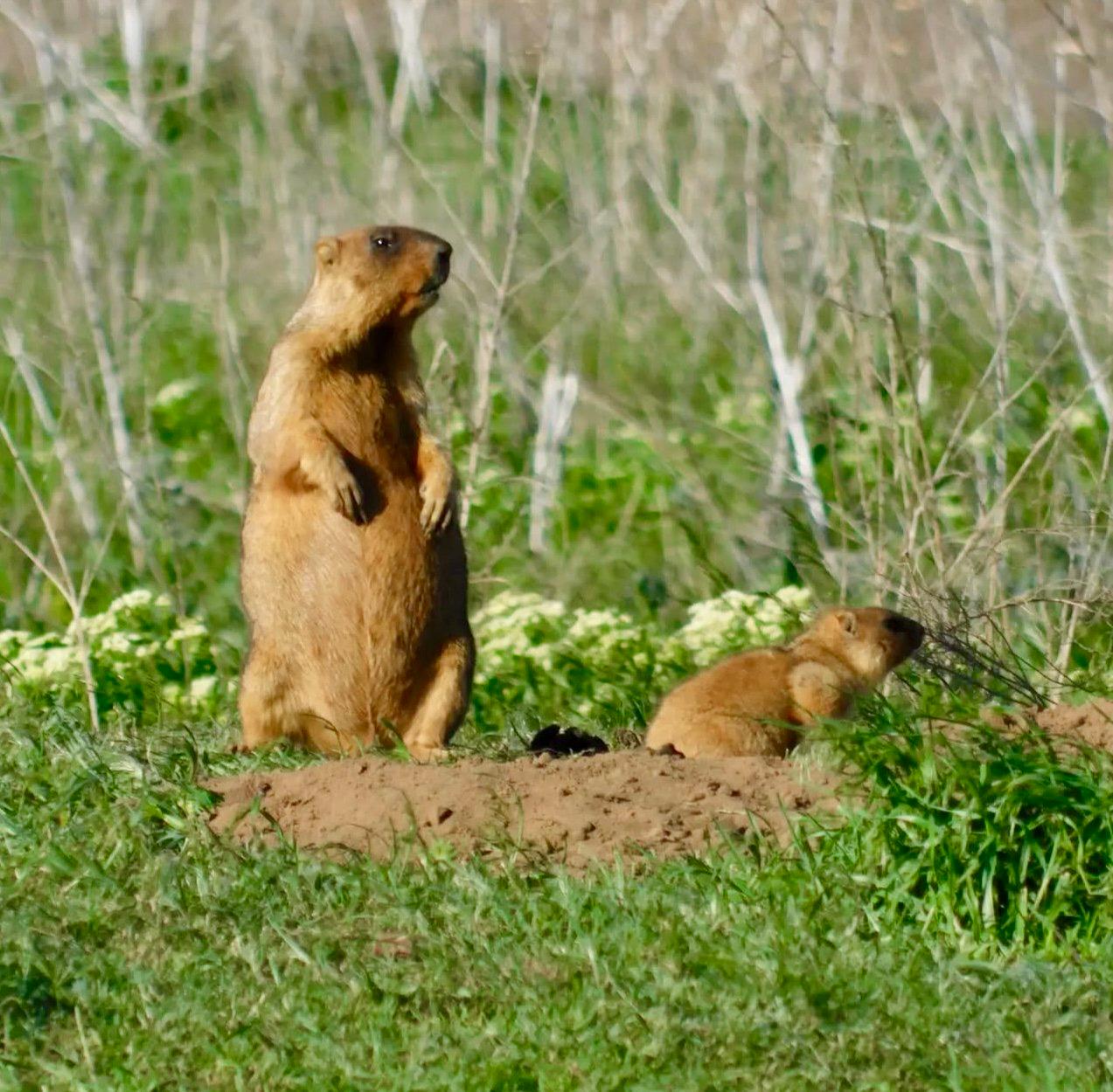 СУРОК БАЙБАК: описание, охота на сурка байбака, где обитает, сезон и методы добычи.