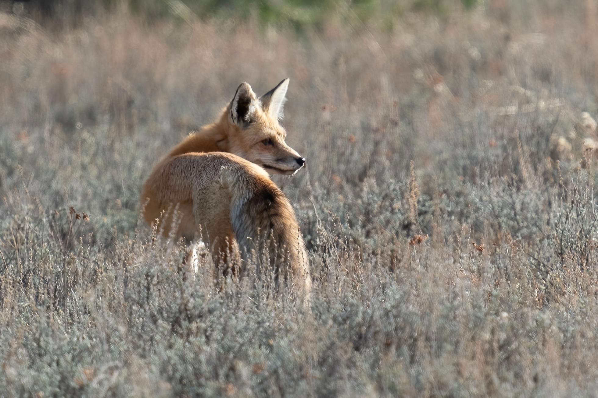 Hundreds of species of #mammals, #birds, #fish, #reptiles, and #amphibians have been documented, including several that are either endangered or threatened.