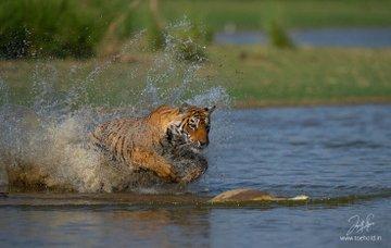 In one of my famous reels that crossed 44million, I had hundreds of comments where people ridiculed this Tiger for hunting down a helpless turtle.