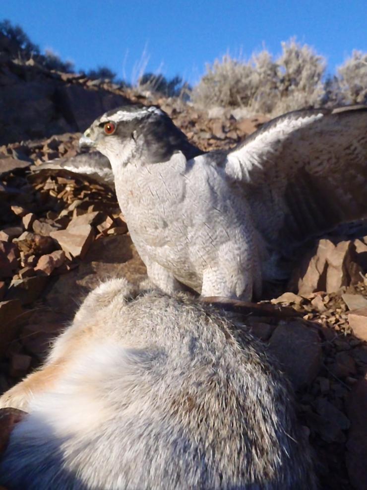 Hunting with Hawks