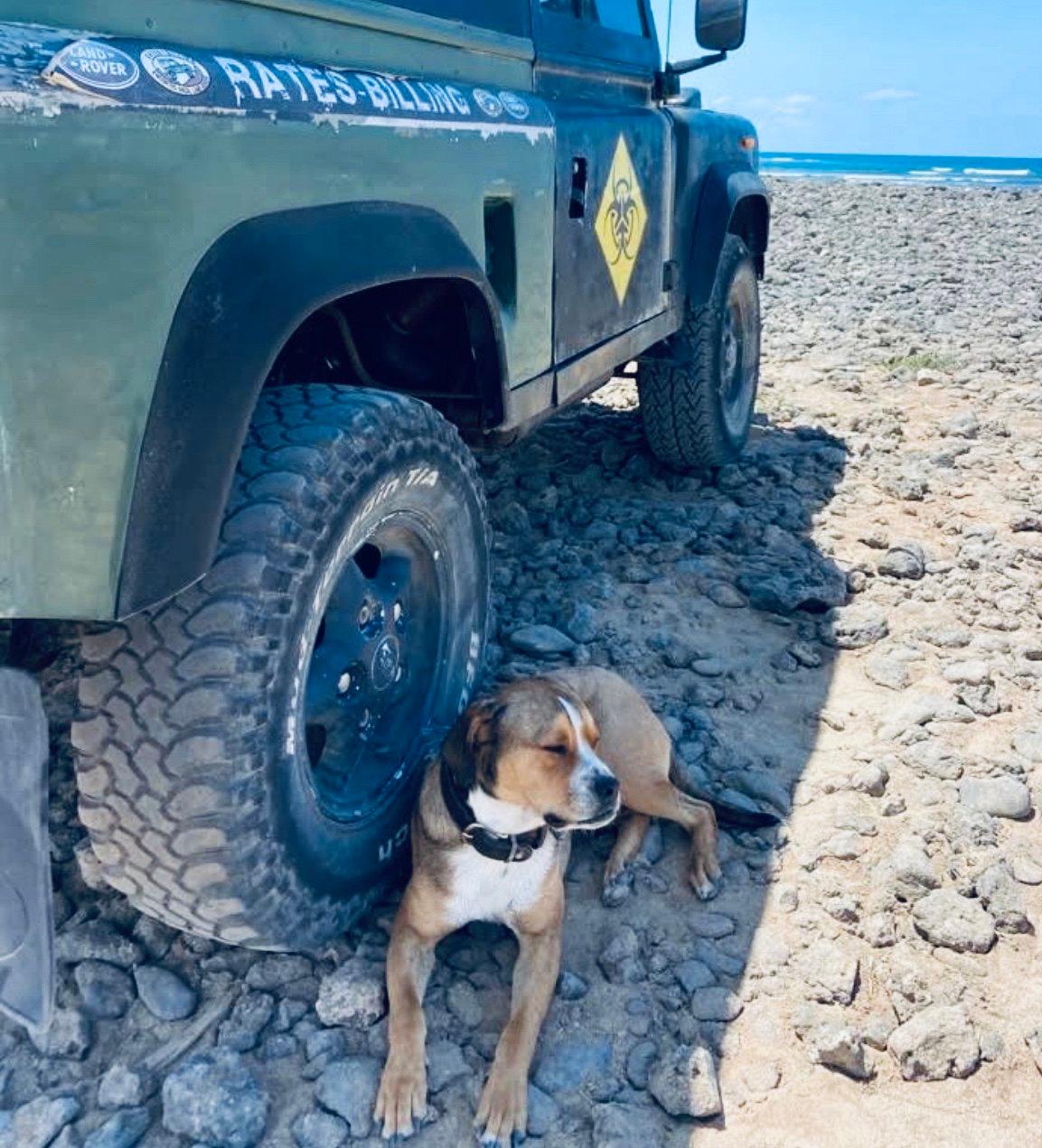 The Portuguese Pointer: A Hunter's Companion