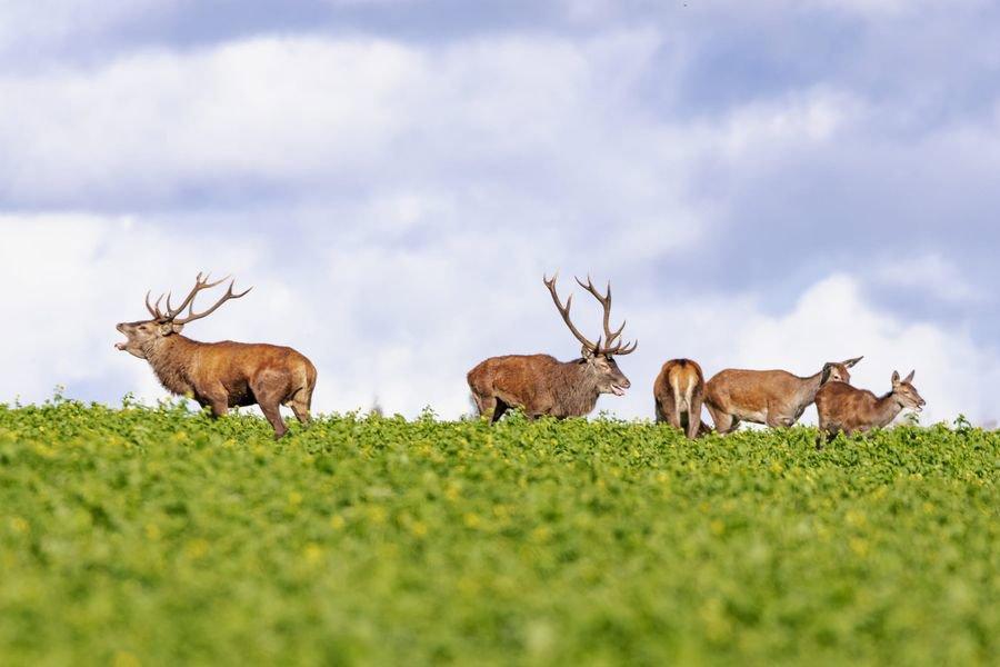 🦌 Brame du cerf 2023 🦌