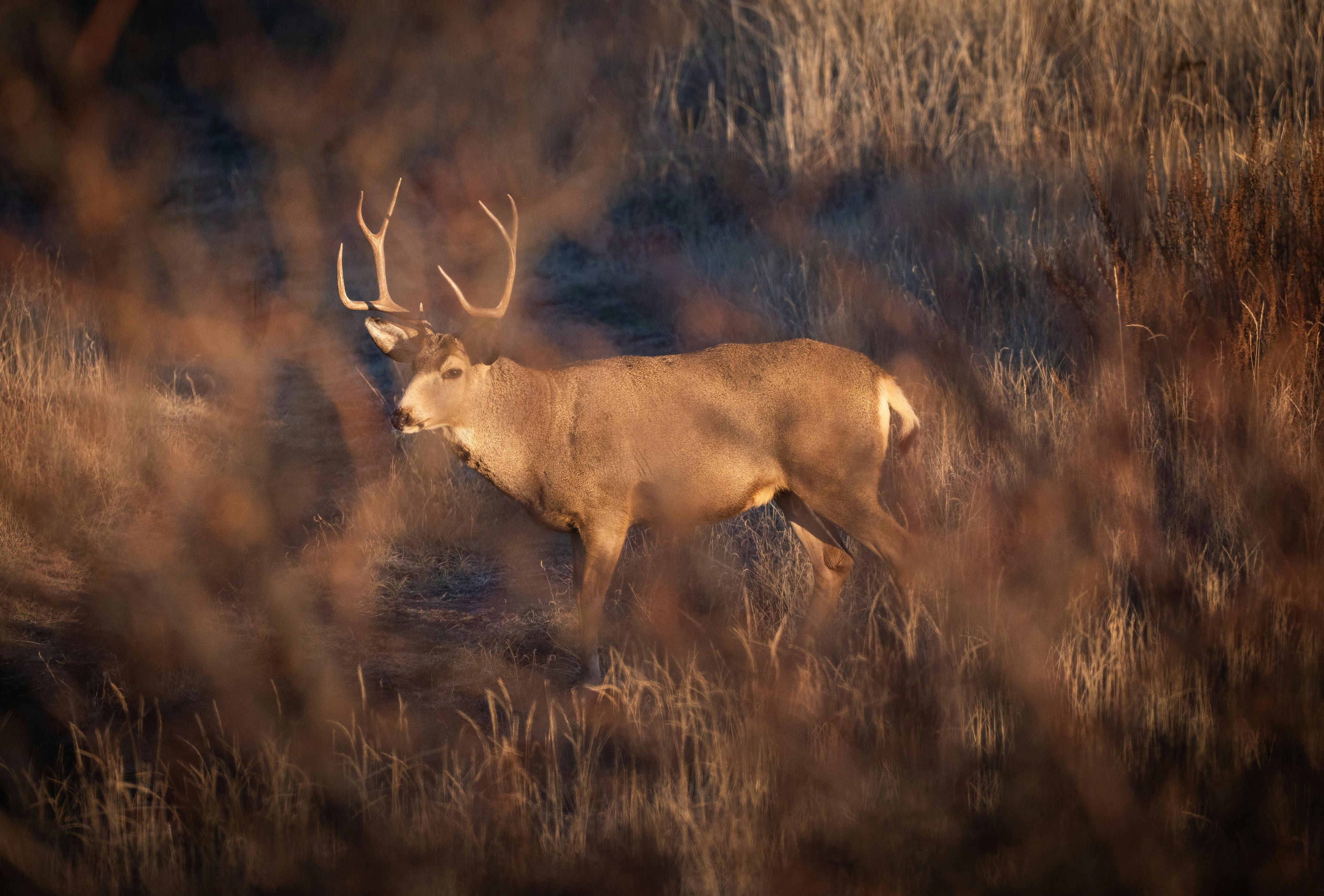 Arkansas Alternative Firearms Deer Hunting Season Opens October 2025: What Hunters Need to Know