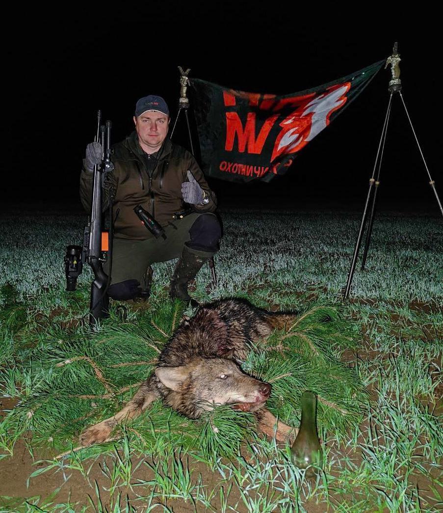 Wolf population control in Belarus: a successful hunt