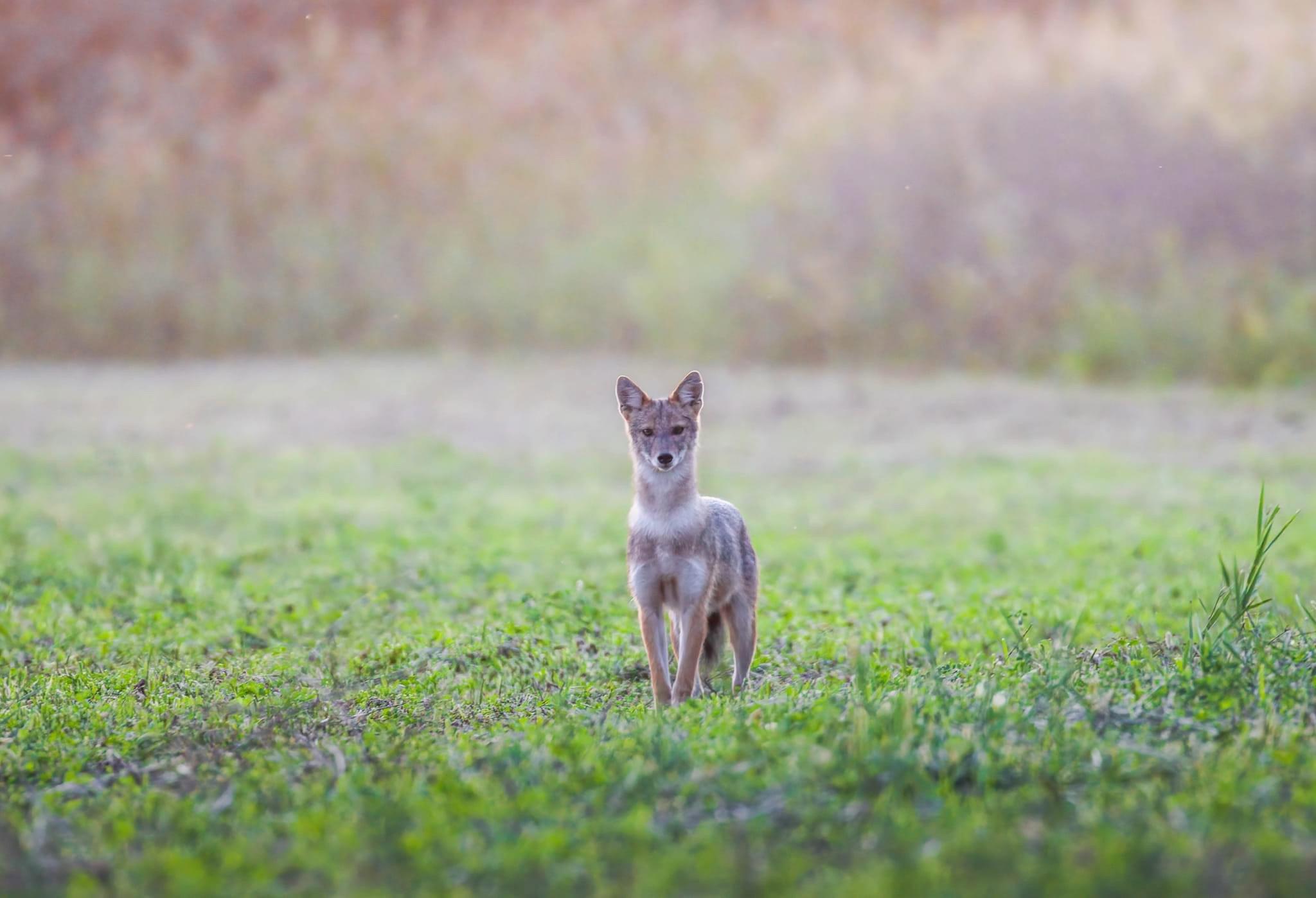 Capturing the Curiosity of a Majestic Jackal in Romania