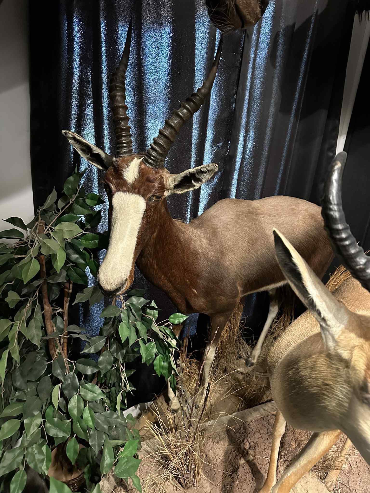 AFRICAN MOUNTS FOR SALE!
