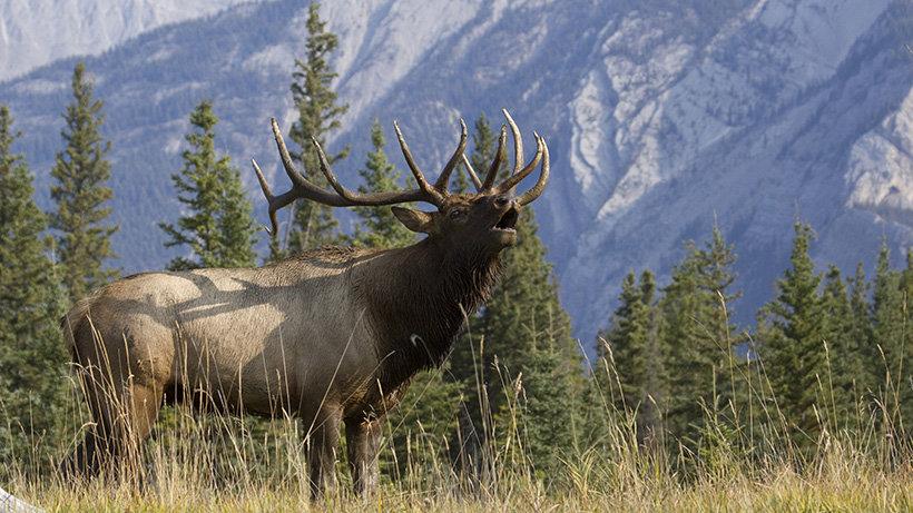 Colorado Parks and Wildlife seeks elk poacher