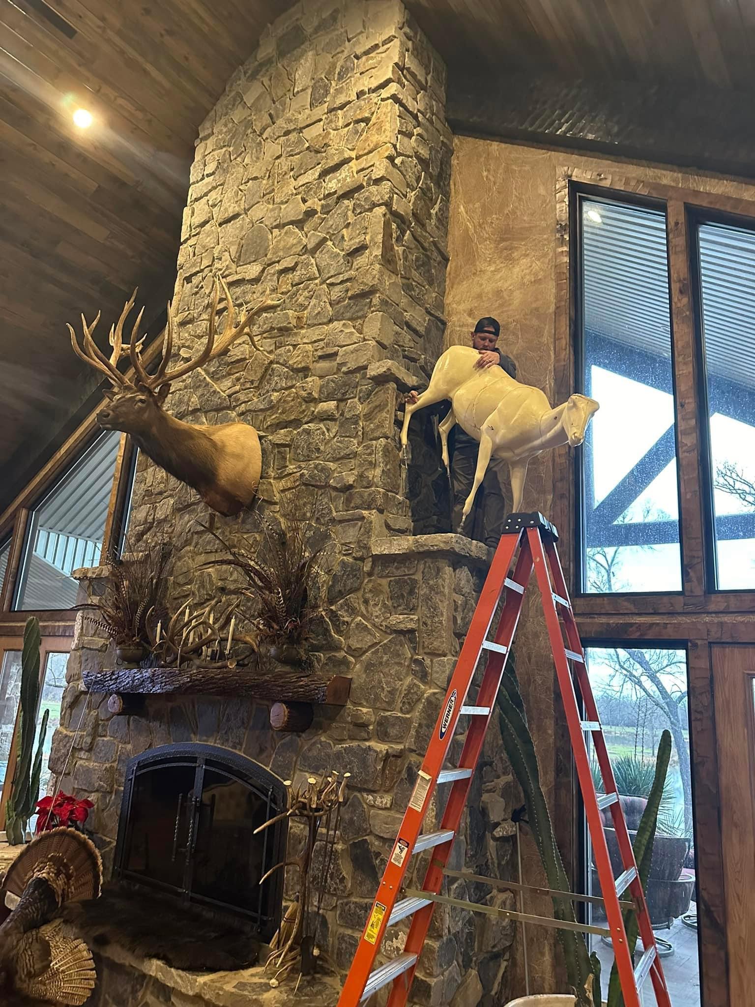 Alterations in progress on this life size Aoudad!