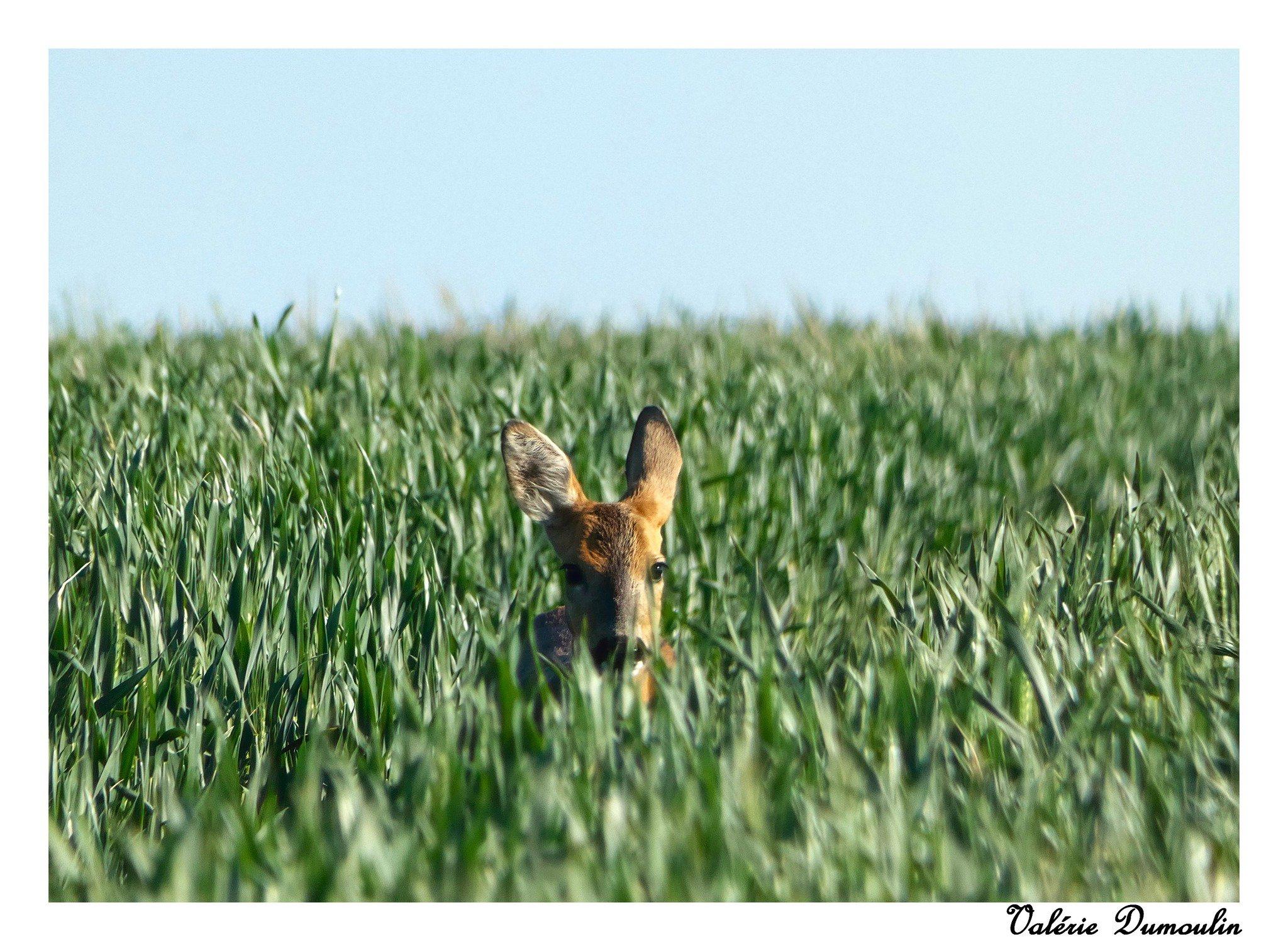 Mes toutes premières photos animalières avec encore mon 1er appareil tout simple , un bridge , sans objectifs interchangeables , juste un zoom.