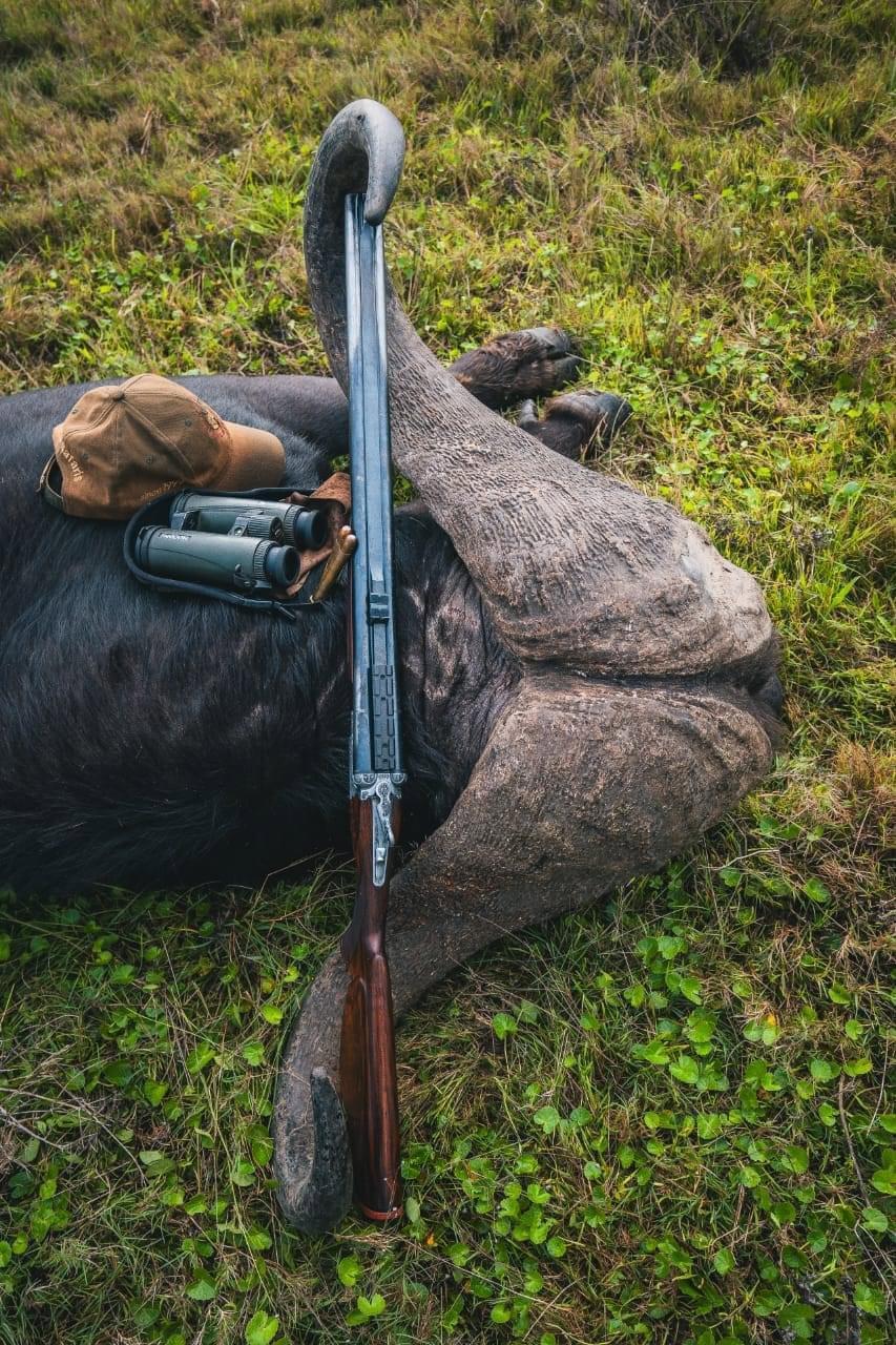 Heavy Bossed Buffalo Bull  pushing 47",  hunted in East Cape, South Africa with an overjoyed client a few days ago...goosebumps and humbled simultaneously...