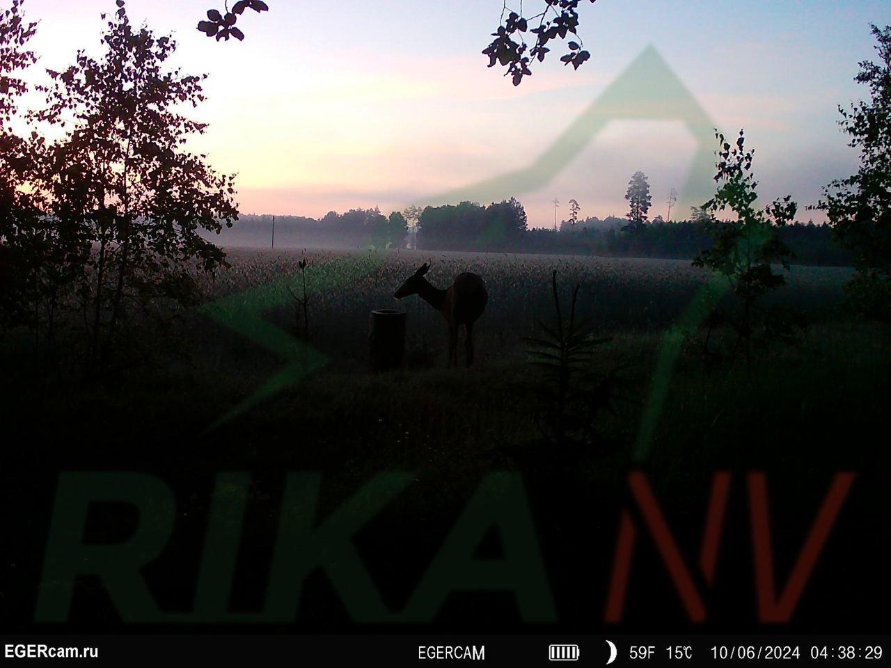 🐇📸Mali izbor atmosferskih snimaka sa hranilišta u zemlji, gdje lokalno stanovništvo dolazi danju i noću!