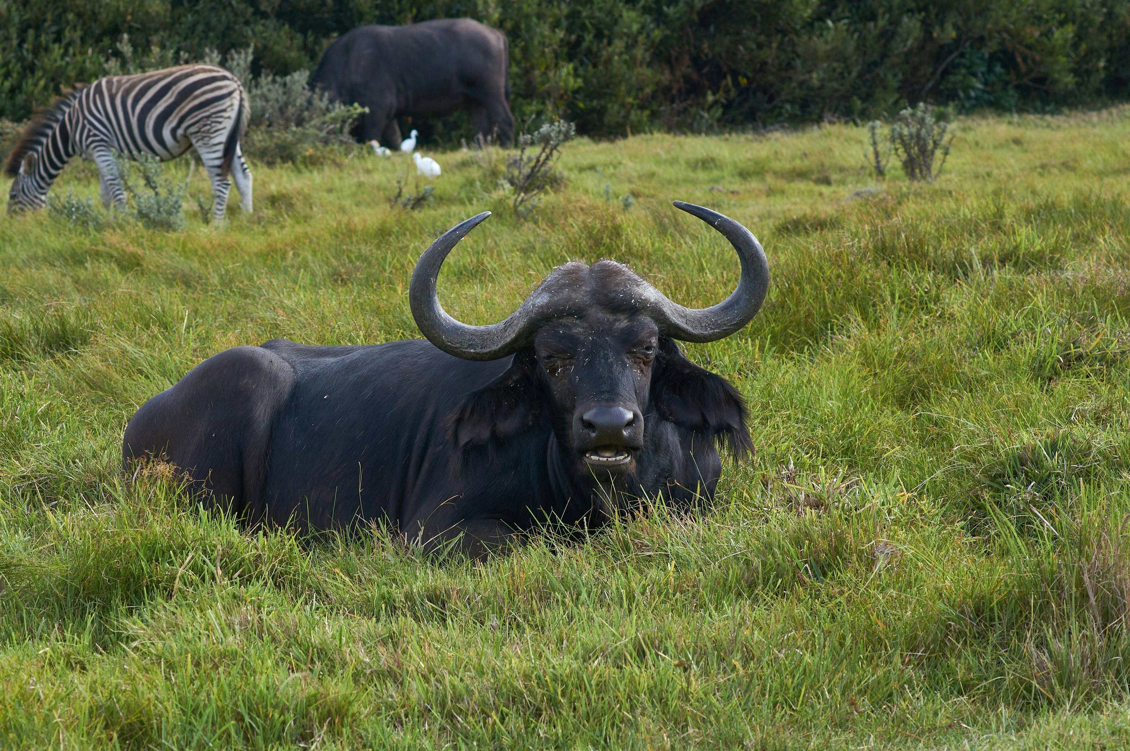 Hunting in Littoral: A Comprehensive Guide for Hunters – Exploring Opportunities, Challenges, and Conservation Efforts (PART 1)