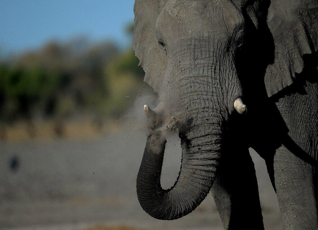 What is wildlife crime?