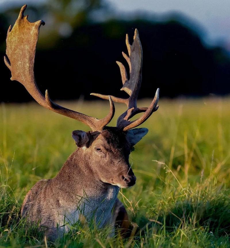 A large Phoenix Park Fallow Buck resting 