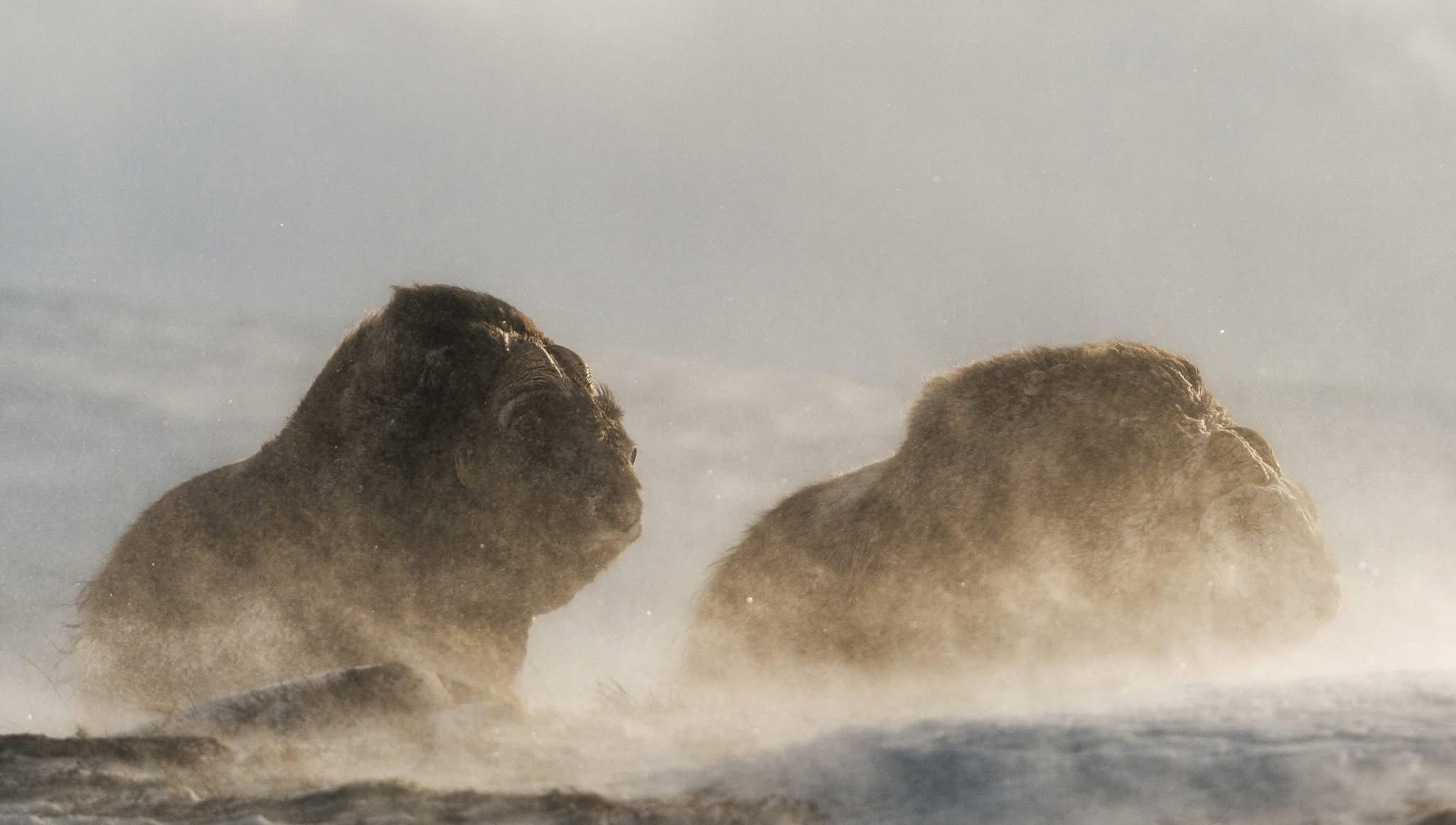 "Ever wondered what it takes to make an award-winning wildlife doc?"  Schmid Chris spills all in our latest article—diving into Unwavering, his most epic film yet 👀