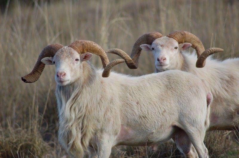 Texas Dall
