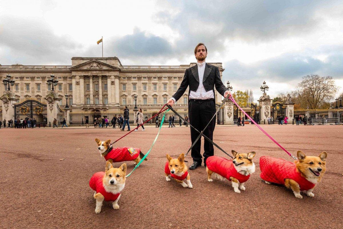 Welsh corgi, either of two breeds of working dogs developed to handle cattle.