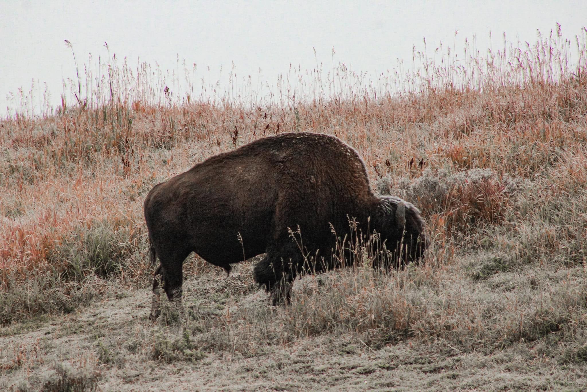 Honeymoon in Yellowstone
