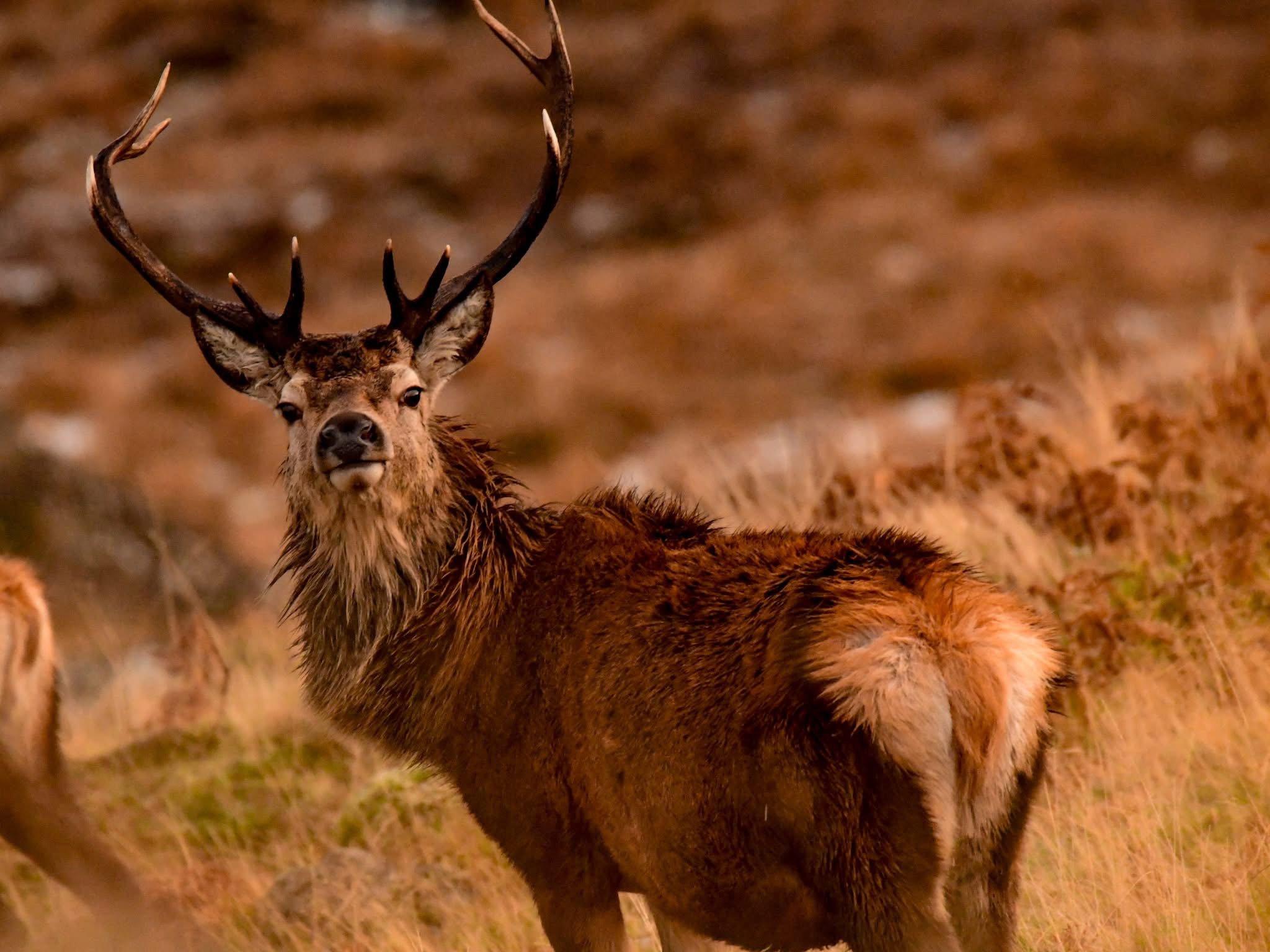 I live in the Scottish highlands and have a passion for stalking red deer  to get as close as possible to capture them in their natural habitat .