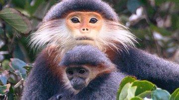 Vividly coloured and with a Zen-like calmness, Red-shanked Douc Langurs are critically endangered by #palmoil and other #deforestation along with #hunting throughout their range.