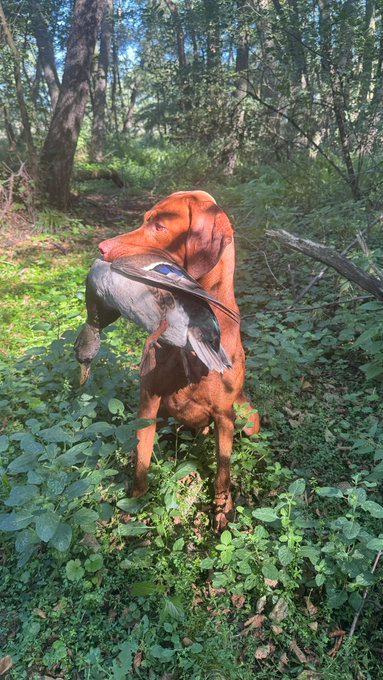 The hunting season has begun 😀🦆🦆#vizsla #hunting