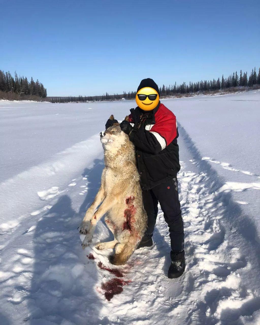 Wolf hunting