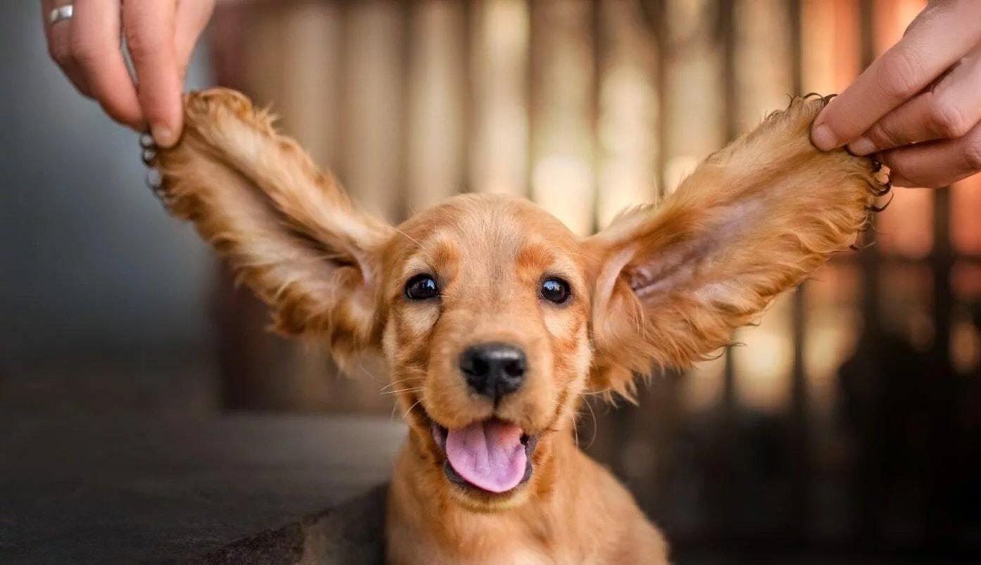 Den engelske cocker spaniel er en hunderace, der blev kunstigt avlet i begyndelsen af ​​det 19.
