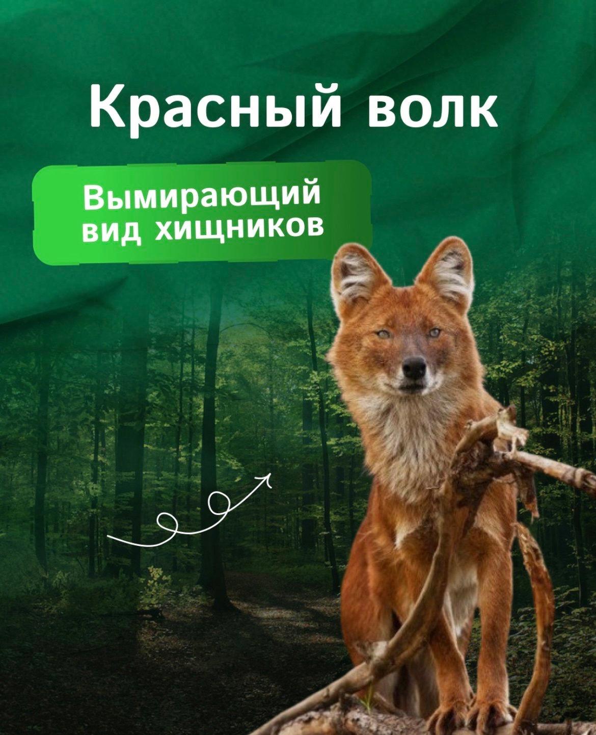Красный волк - наиболее редкий вид волков, занесенный в Международную Красную