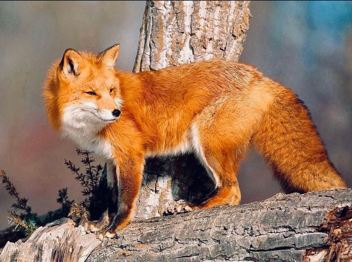 ЛИСИЦА: описание, охота на лису, повадки, методы, оружие, трофей, лицензия — полное руководство для охотников