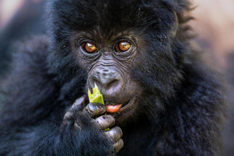 'Snacks!' Image by Michael Stavrakakis.