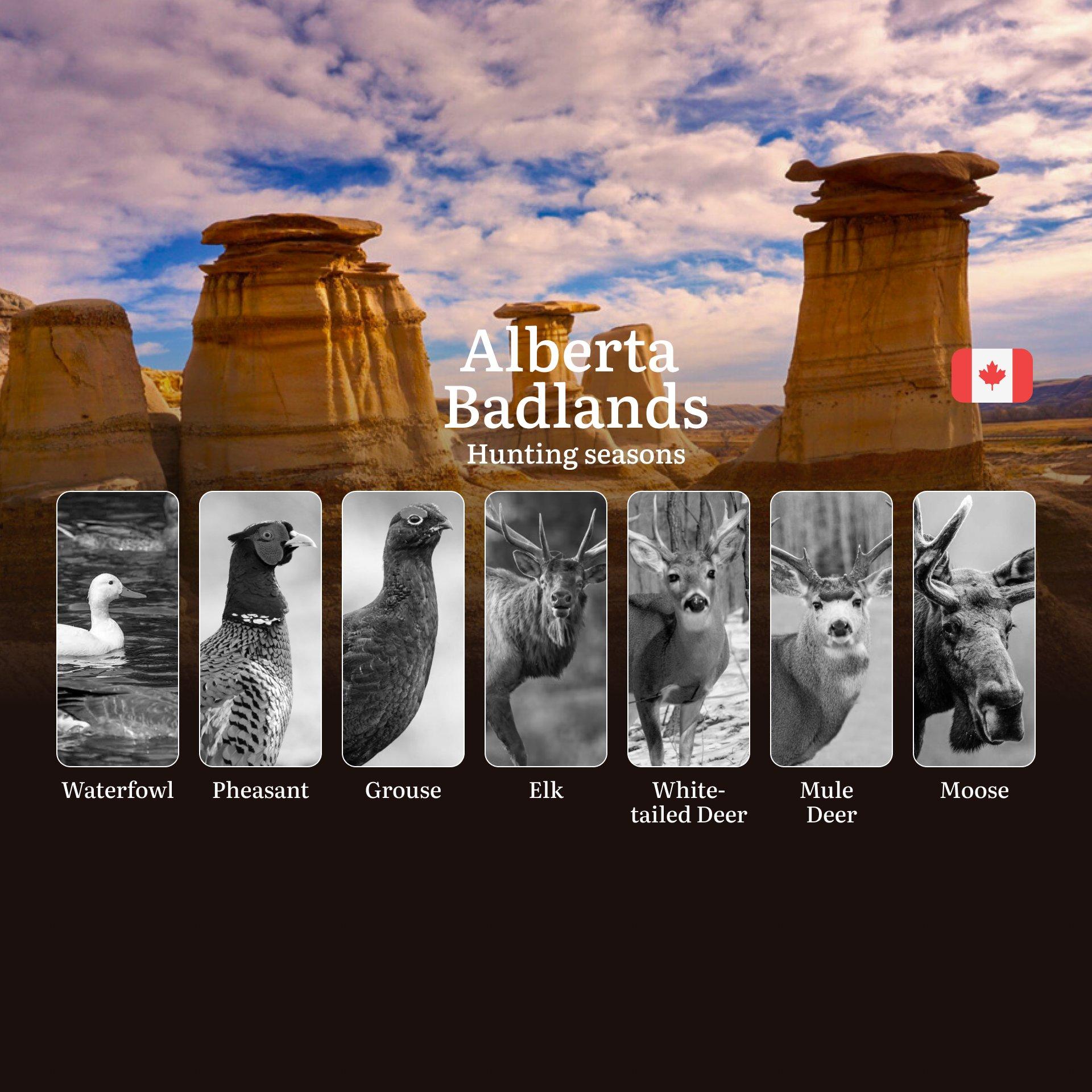 Hunting in ALBERTA BADLANDS: Seasons,  Restrictions and Essential Rules 