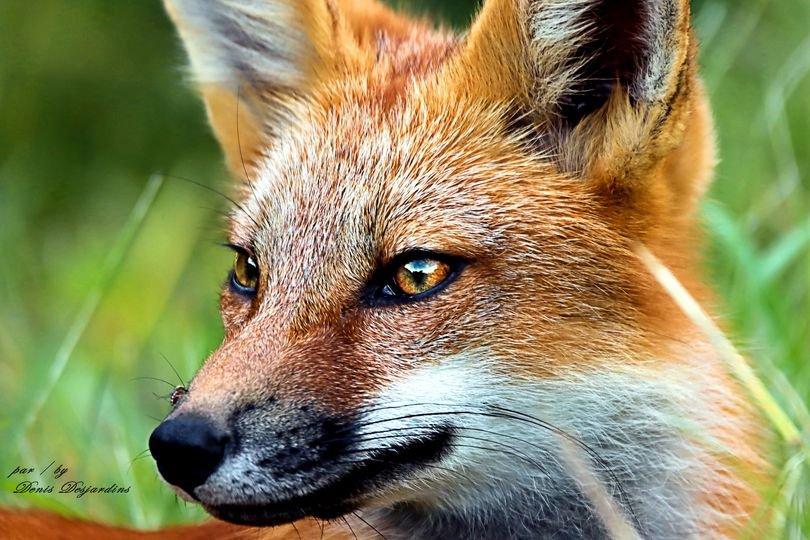 toujours beau a voir un renard ,malgré un maringuouin sur le bout du museau