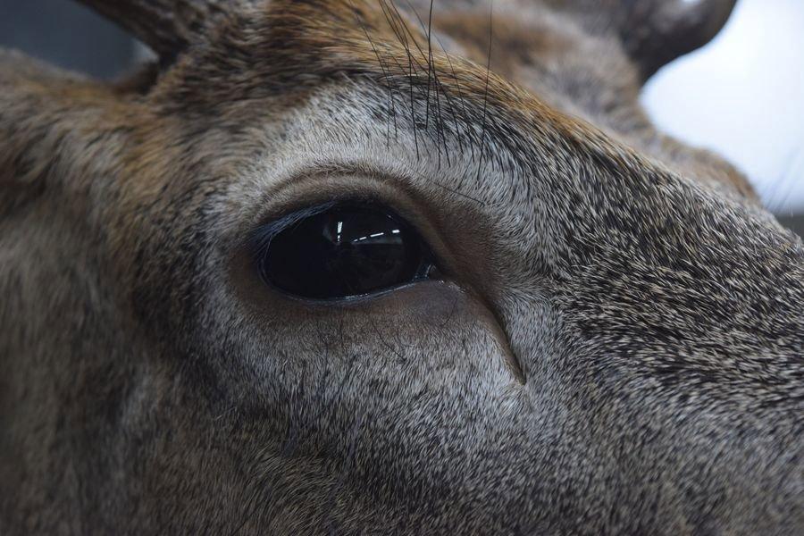 Just put the finishing touches on this beautiful PA archery whitetail.
