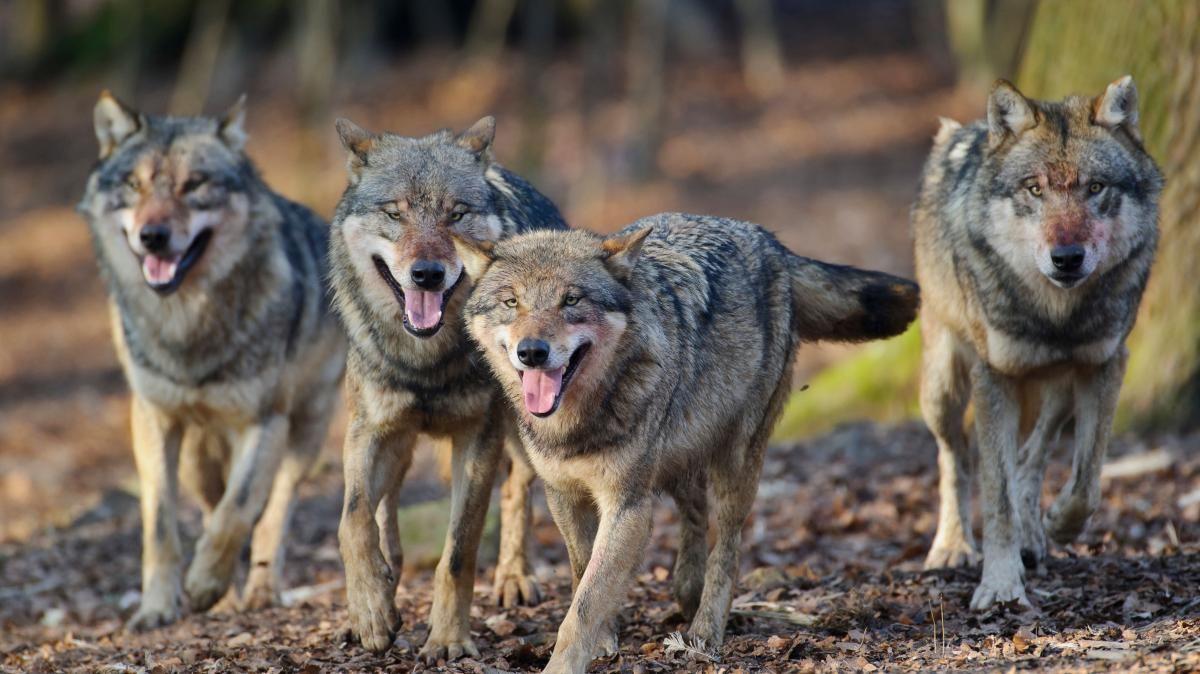 US: Wolves may need protections after states expand hunting.