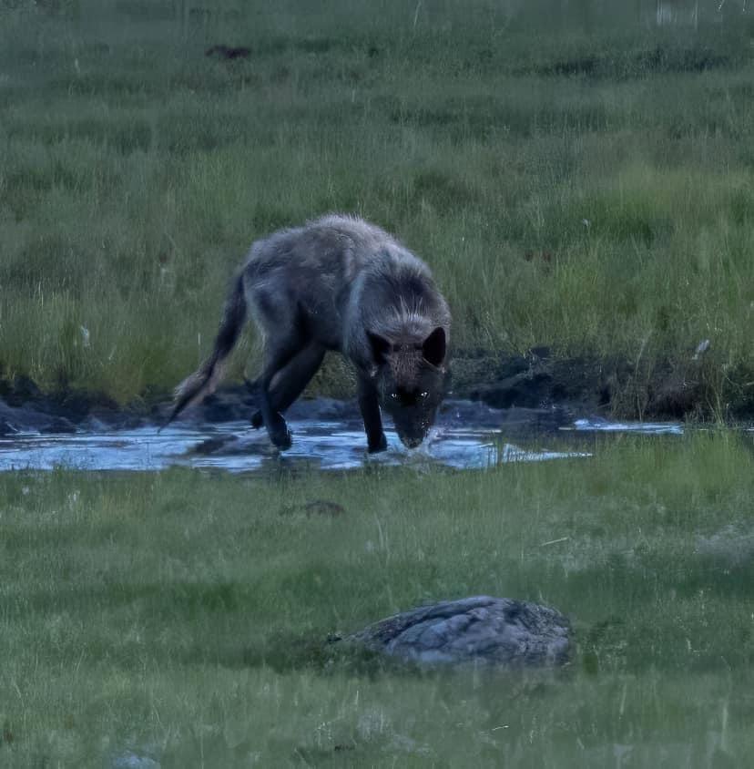 Wolf charges Bear, then Bear charges the Wolf.