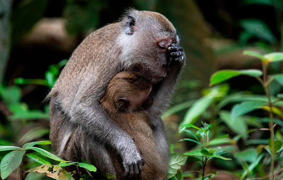 Prix ​​de la meilleure photographie animalière comique.