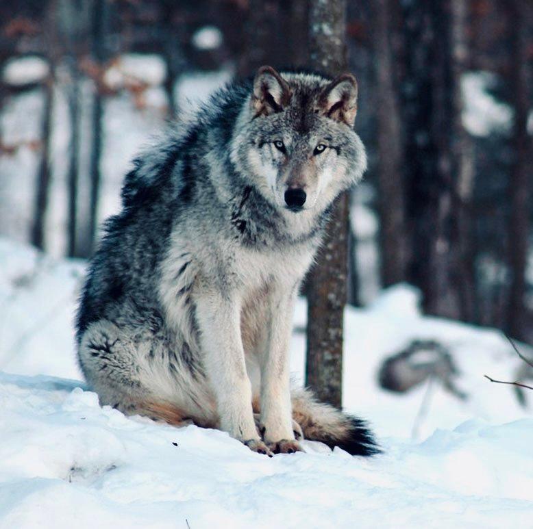 ВОЛК: описание, охота на волка, методы, сроки, трофей — как, где и когда охотиться на серого хищника.