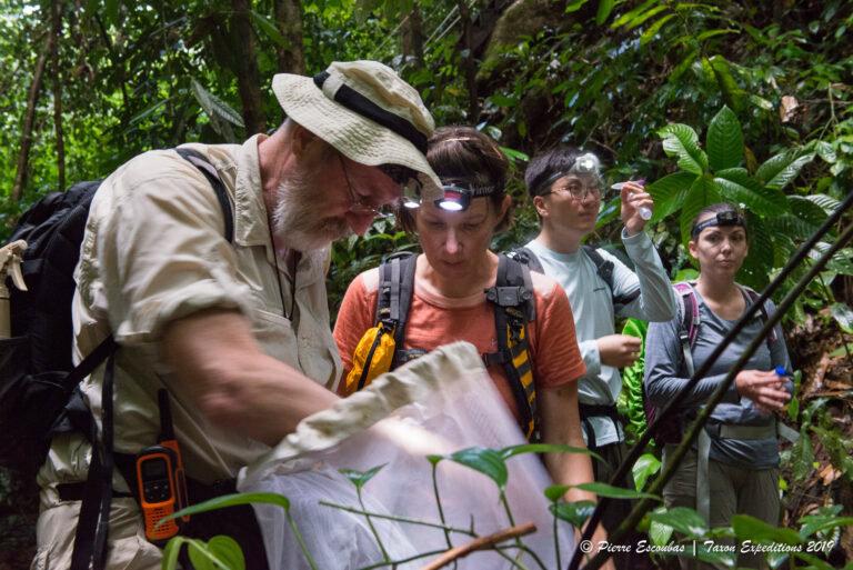 New ‘snug,’ a snail with a too-small shell, described from Brunei rainforest