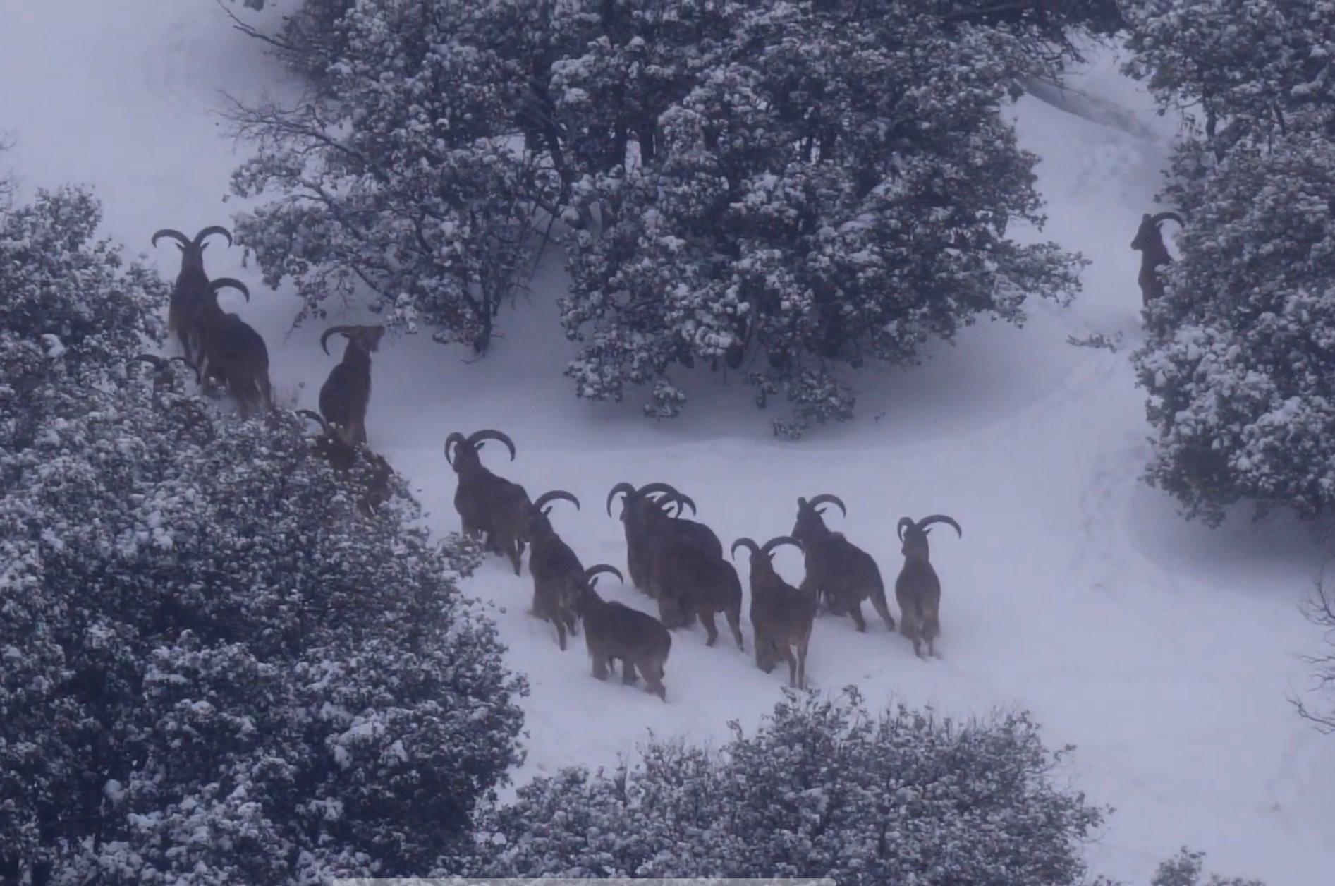 Barbary Sheep Hunting in Morocco 2025: Season, Gear, Locations & Costs