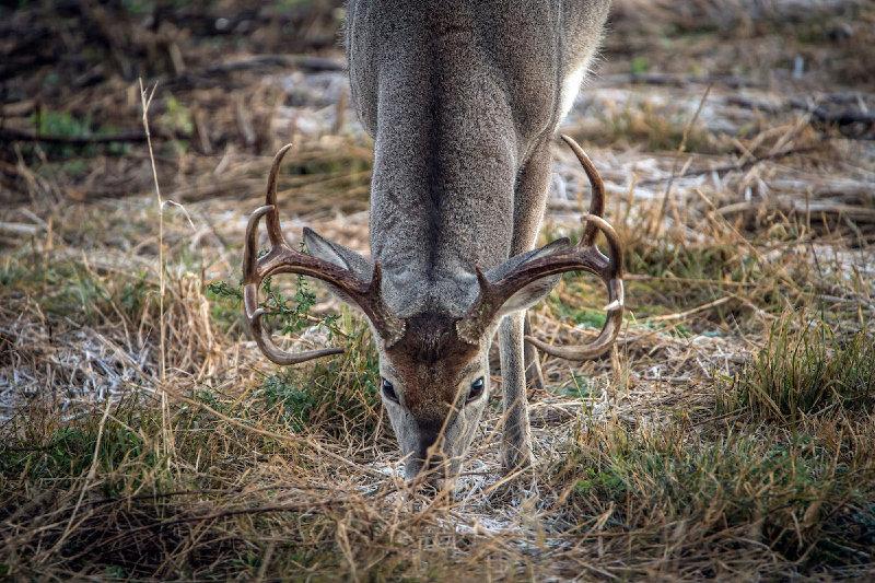 Hunting period!