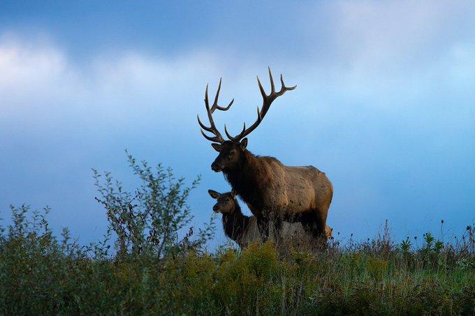Want to hunt elk in Pennsylvania?